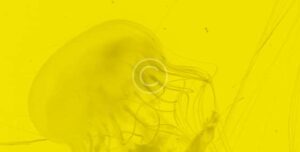 NNPC SAYS 63 ILLEGAL REFINERIES SEIZED IN ONE WEEK